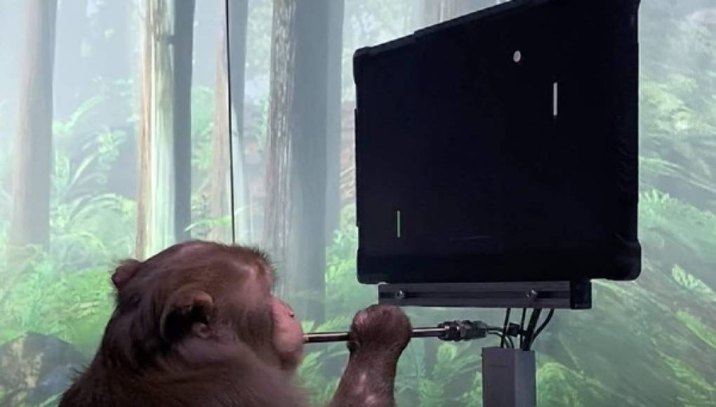 Video: empresa de Elon Musk muestra a un mono con un chip implantado jugando videojuegos