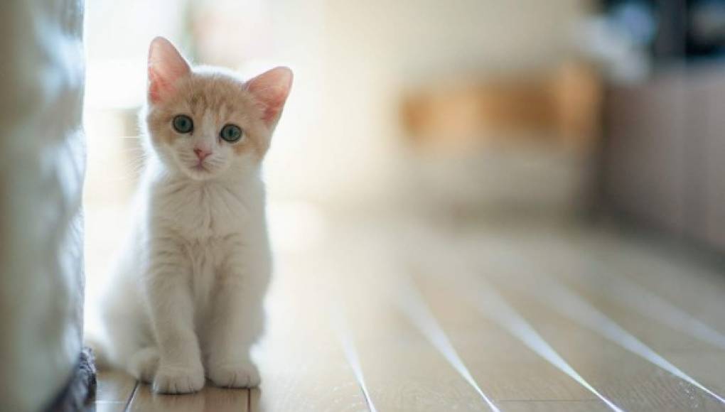 Gatos que se robarán tu corazón