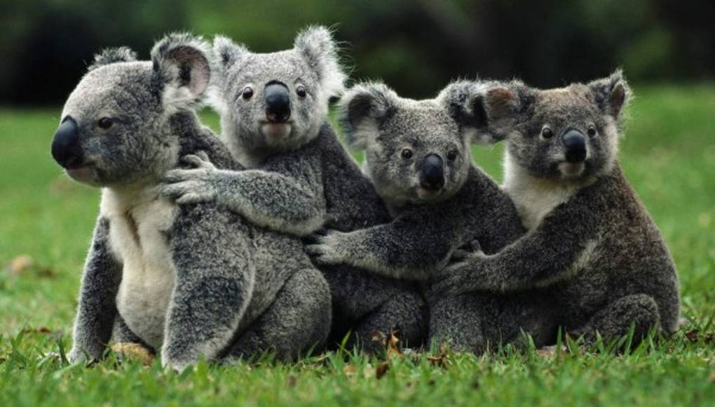 Koalas, los amigos peludos