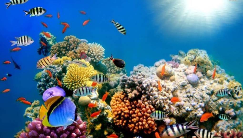 Los maravillosos arrecifes de coral