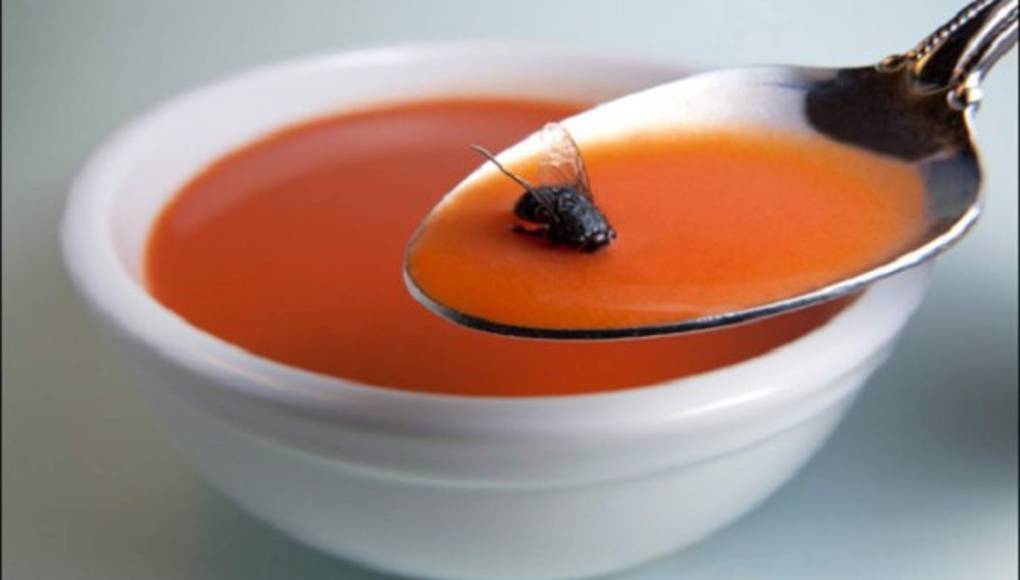 Así propagan enfermedades las moscas