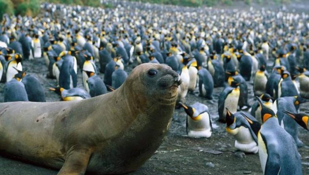 Macquarie, el refugio de los pingüinos