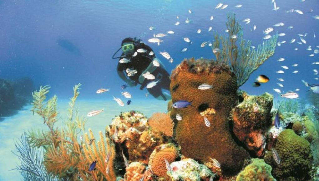 Utila, paraíso de coral bajo el mar