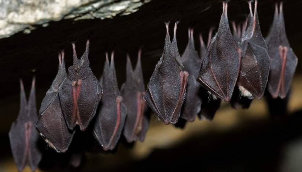 ¿Sabías por qué los murciélagos duermen de cabeza?