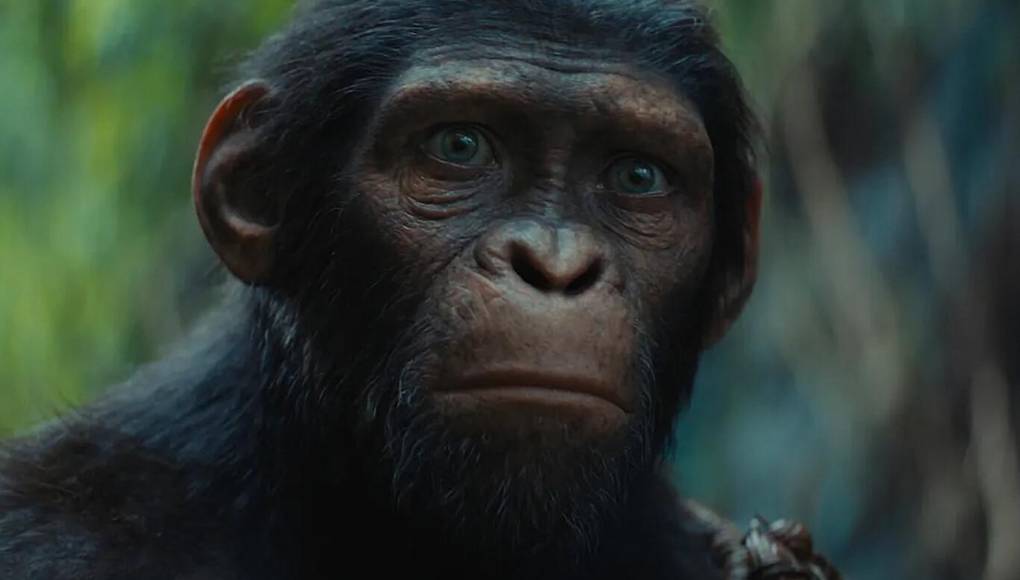 El director Wes Ball revitaliza la franquicia épica y global, trasladándonos a varias generaciones en el futuro después del reinado de César. En este mundo, los simios son la especie dominante, viviendo en armonía, mientras que los humanos han quedado relegados a las sombras. Con la ascensión de un nuevo líder simio tiránico, un joven primate se embarca en un angustioso viaje que lo lleva a cuestionar todo lo que sabe sobre el pasado. Sus decisiones definirán el destino tanto de los simios como de los humanos. 