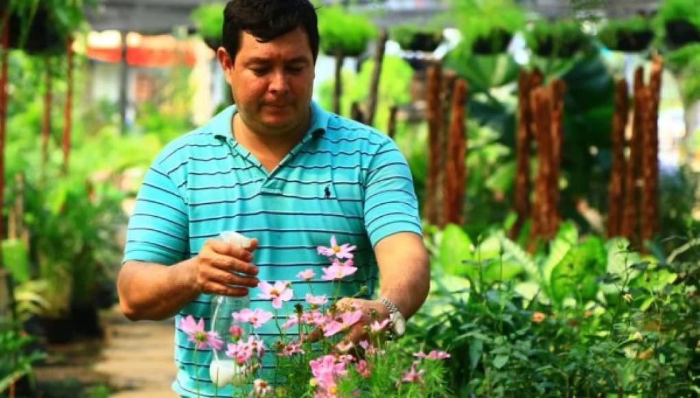 Cinco pasos para que las plantas luzcan bellas y saludables