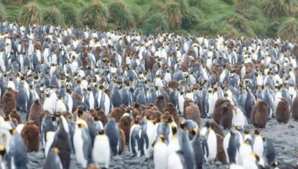 Macquarie, el refugio de los pingüinos