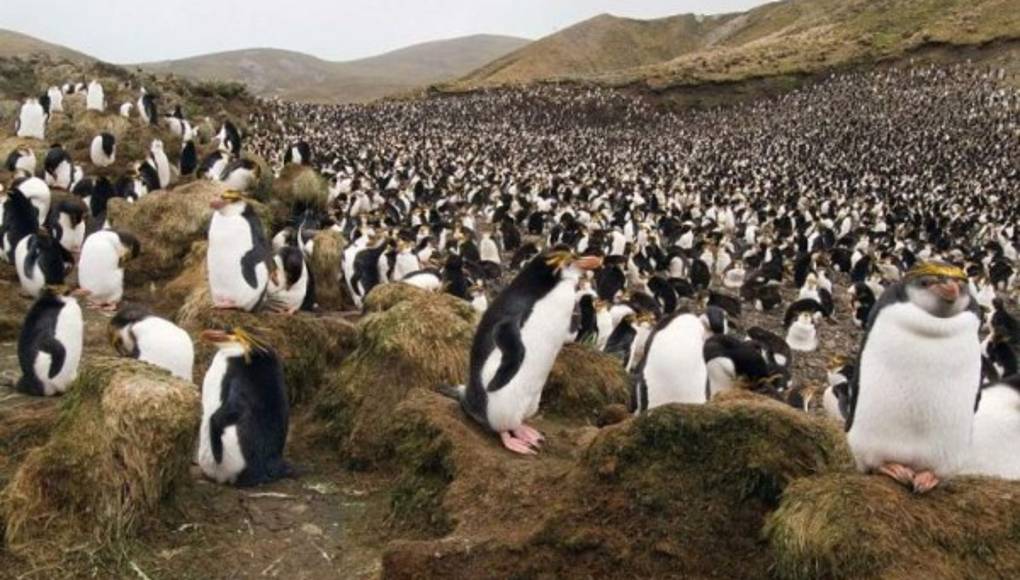 Macquarie, el refugio de los pingüinos