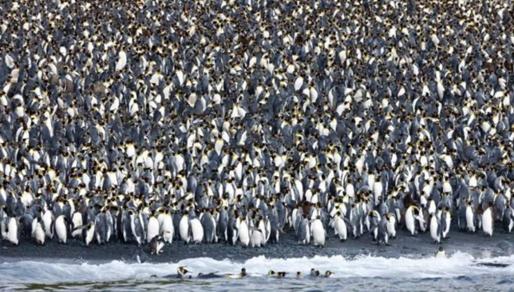 Macquarie, el refugio de los pingüinos