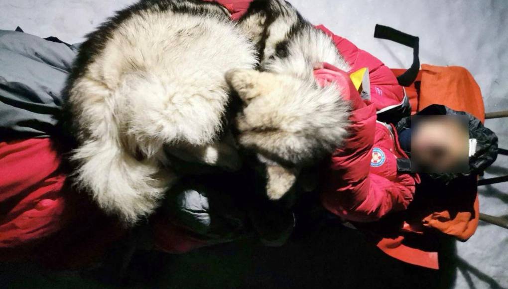 El mejor amigo del hombre! Perro salva a excursionista que se accidentó en una montaña en Croacia - Diario La Prensa