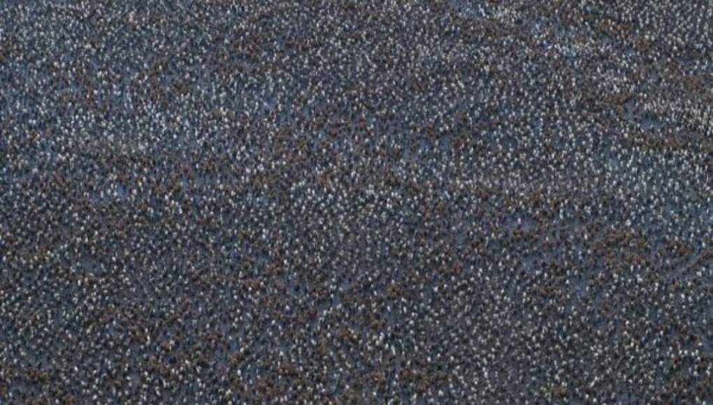 Macquarie, el refugio de los pingüinos