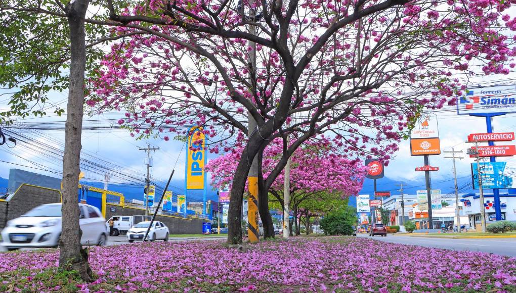 El florecimiento de los Macuelizos marca el final de la temporada de invierno. 