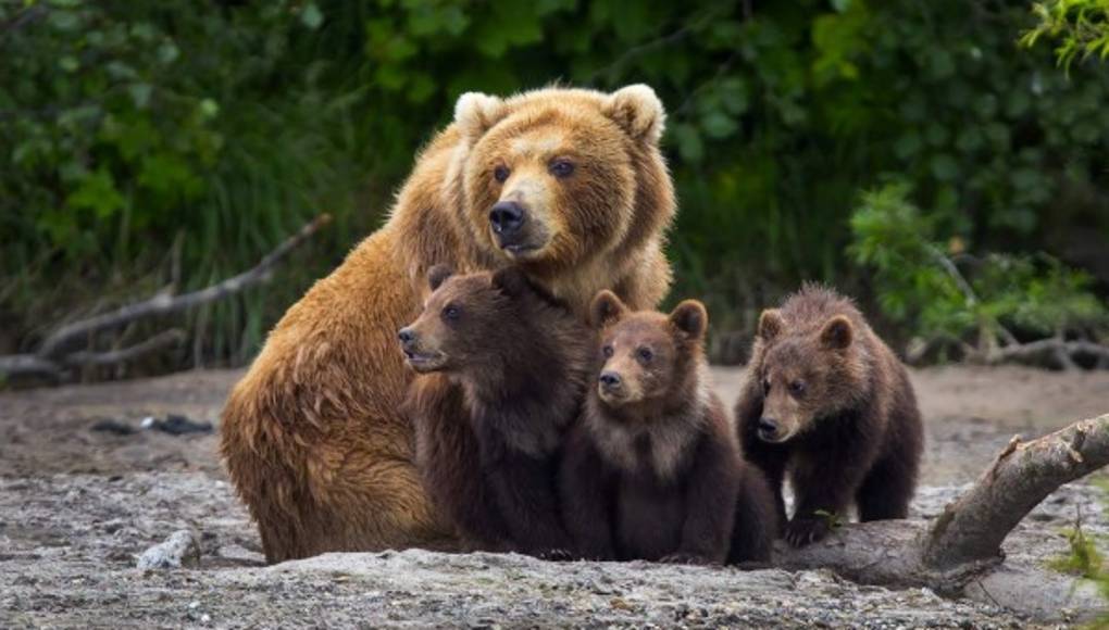 Los osos se comunican a través del olor de sus pies
