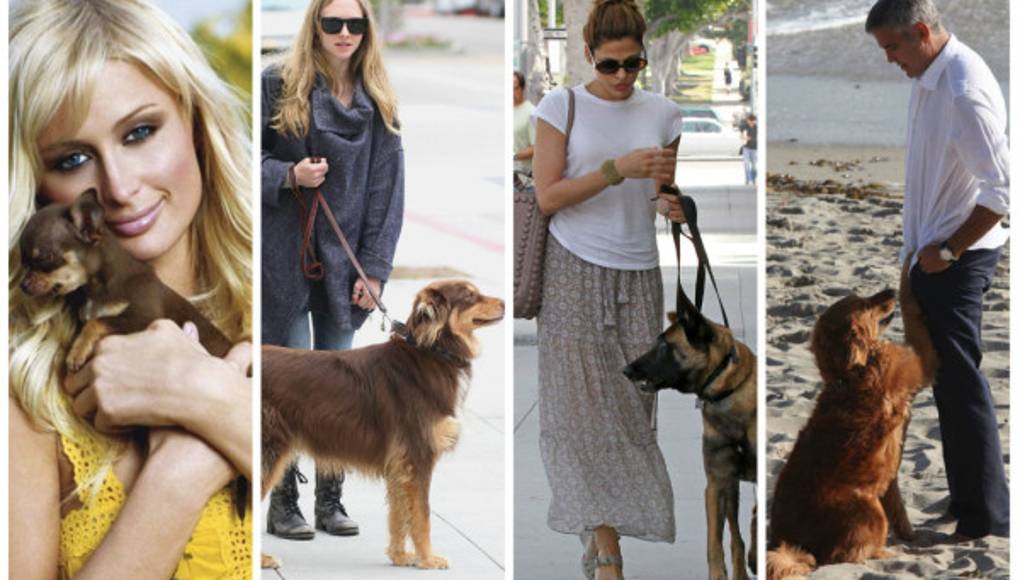 7 consejos para adiestrar a su perro