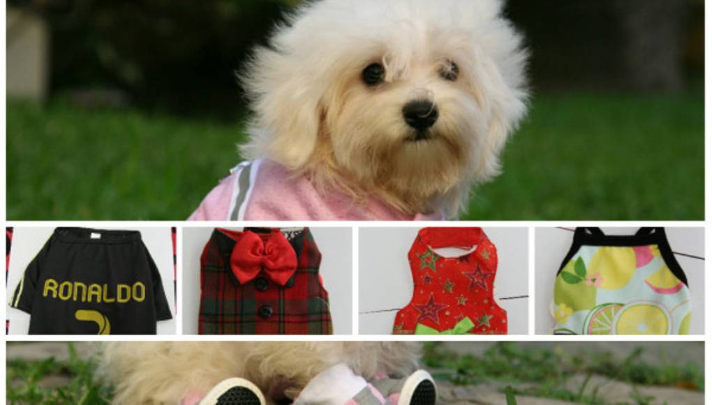 7 consejos para adiestrar a su perro