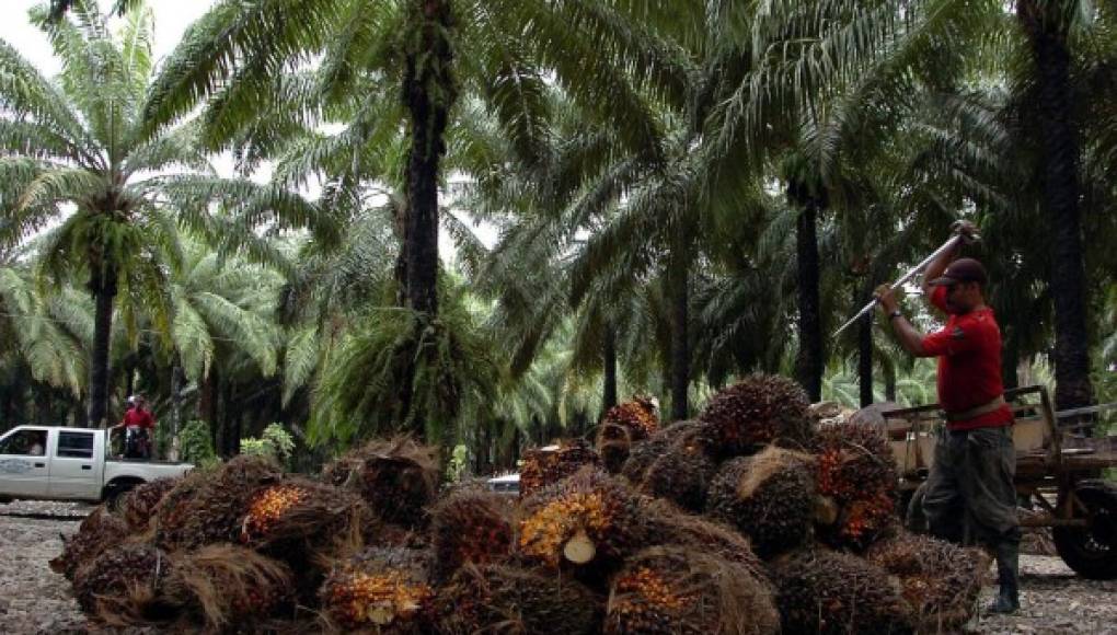 Mejora producción palmera pero se deprimen los precios
