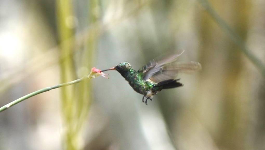 El colibrí esmeralda o Amazilia luciae, nombre científico, es una especie endémica en Honduras. Por su condición muchos investigadores y avituristas llegan a esta zona para su avistamiento.