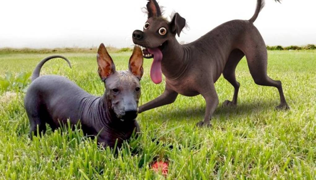 Dante, el perro estrella de la película 'Coco'