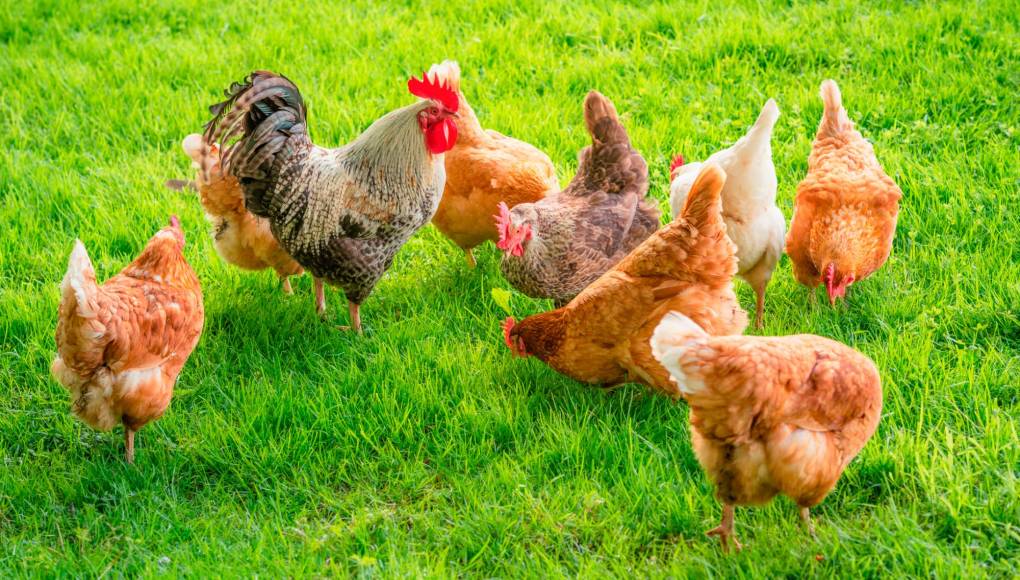 ¿Cómo criar gallinas ponedoras en casa?