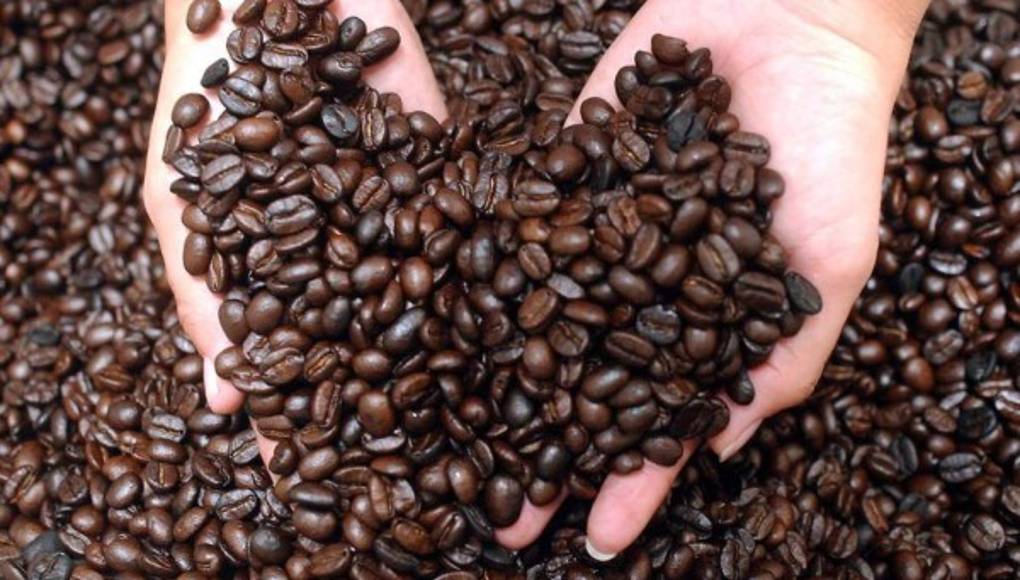 El 60 de las especies de café silvestre en peligro de extinción por cambio climático Diario
