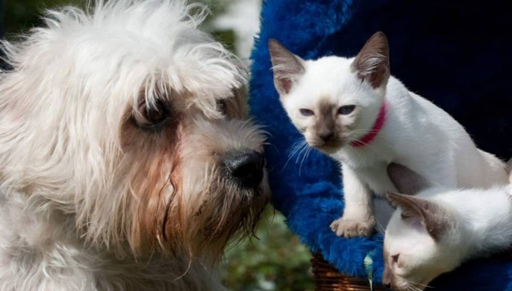 Perros y gatos, las mascotas preferidas