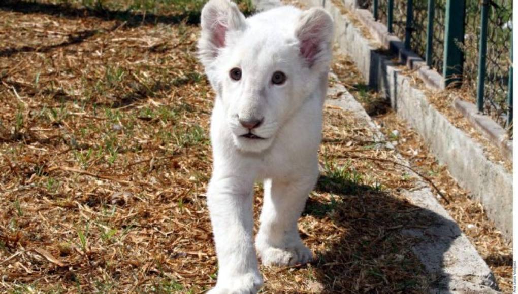 Un raro cachorro de león blanco