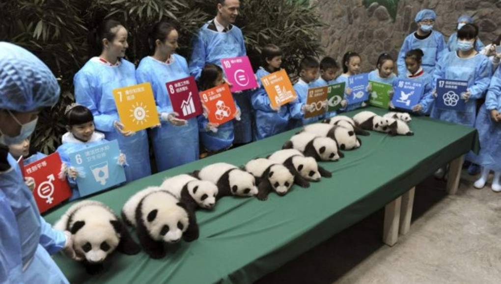 Nacen 13 pandas en China
