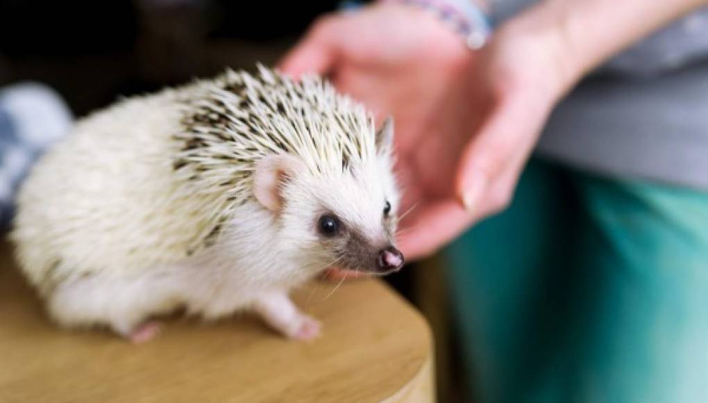 Los erizos mascotas siguen propagando la salmonella, advierten los CDC