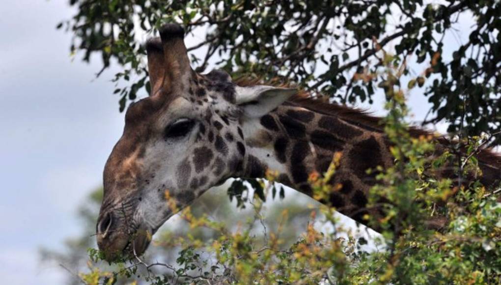 Jirafas en peligro de extinción