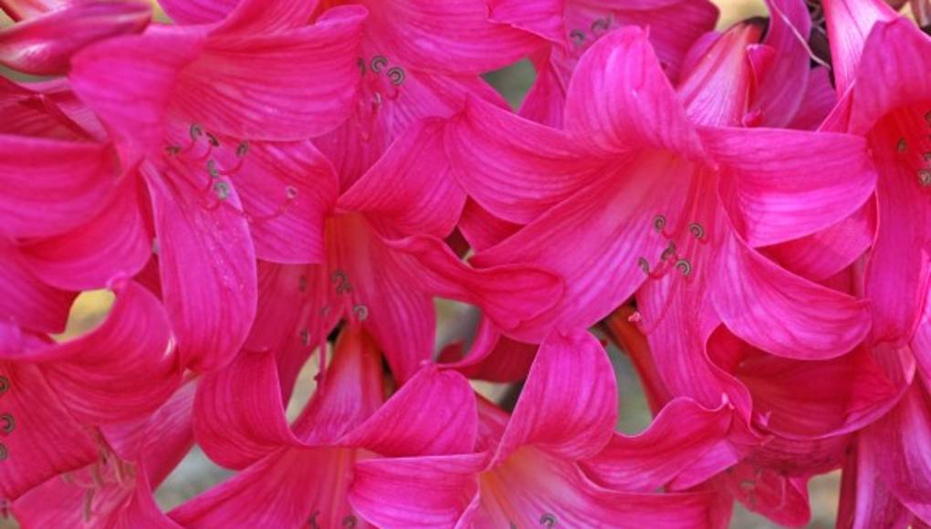 Científicos comprueban eficacia de planta Belladona contra cáncer de próstata