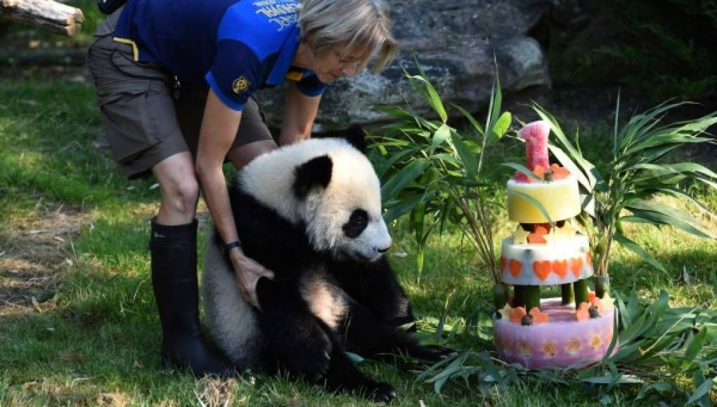 El panda Yuan Meng celebra su primer cumpleaños