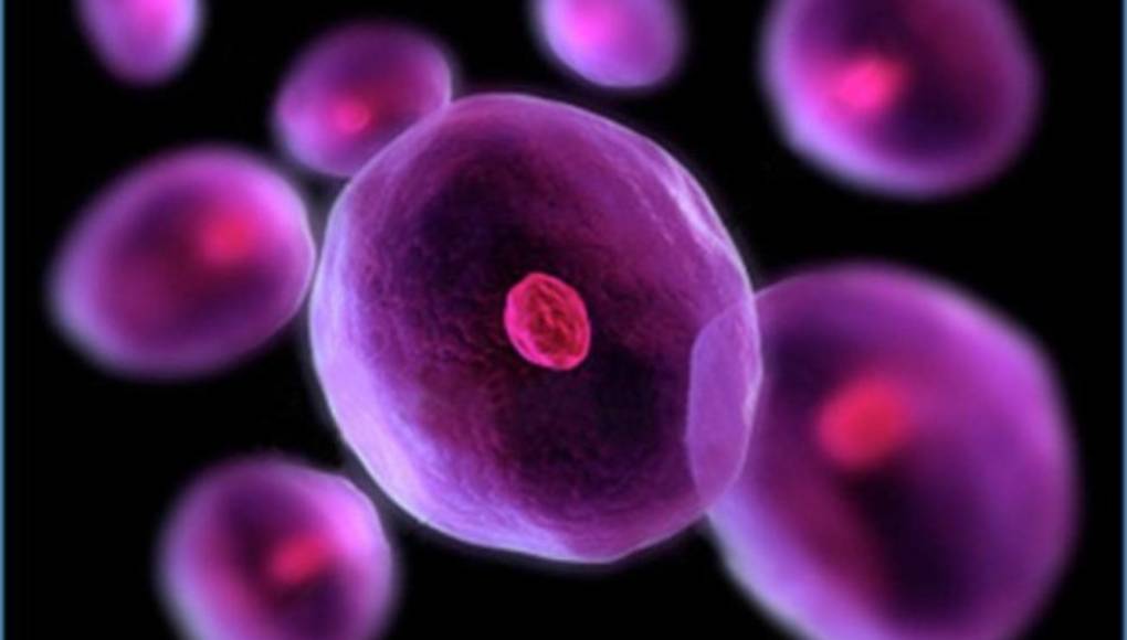 Operación con células madre embrionarias para tratar la pérdida de visión