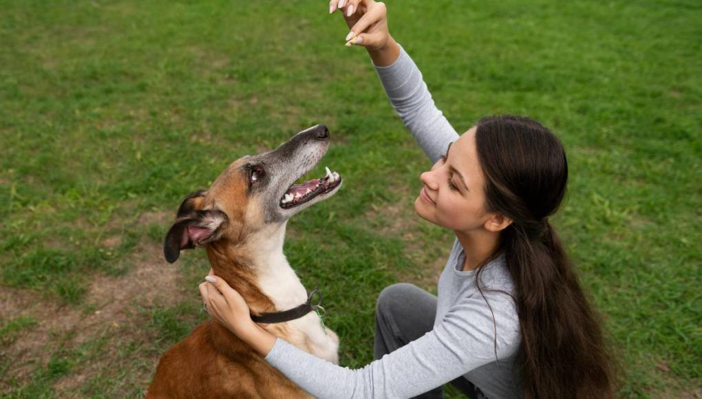 Los perros sí entienden a los humanos, afirma nuevo estudio