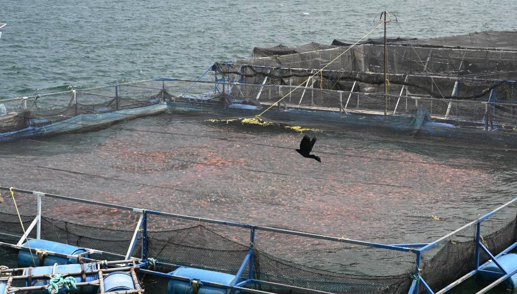 Para la Unión Europea, según un comunicado, ”la recuperación sostenible del Lago es una de las prioridades de inversión propuestas en el marco de la estrategia europea ‘Global Gateway’, mediante la que se promoverán inversiones sostenibles del sector público y privado”.