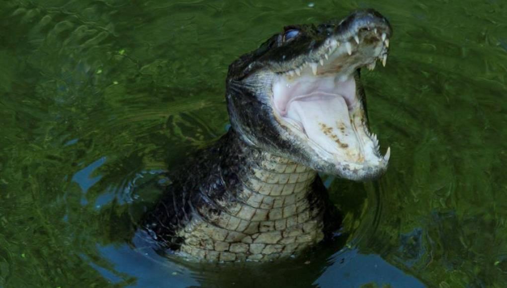 Atrapan a enorme caimán de tres metros que irrumpió en el patio de una vivienda en Florida