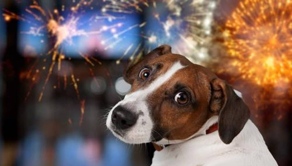 Mascotas: necesitan protección y refugio durante estas fiestas