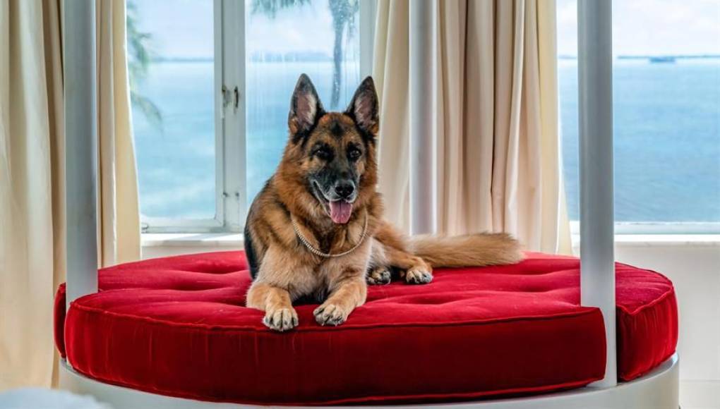 El perro más rico del mundo vende casa en Miami por casi 32,000.000 dólares