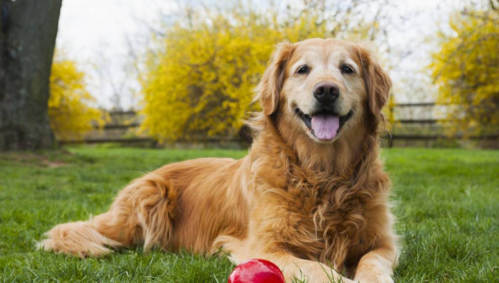 ¿Quiere que su perro viva más tiempo? Siga estos consejos