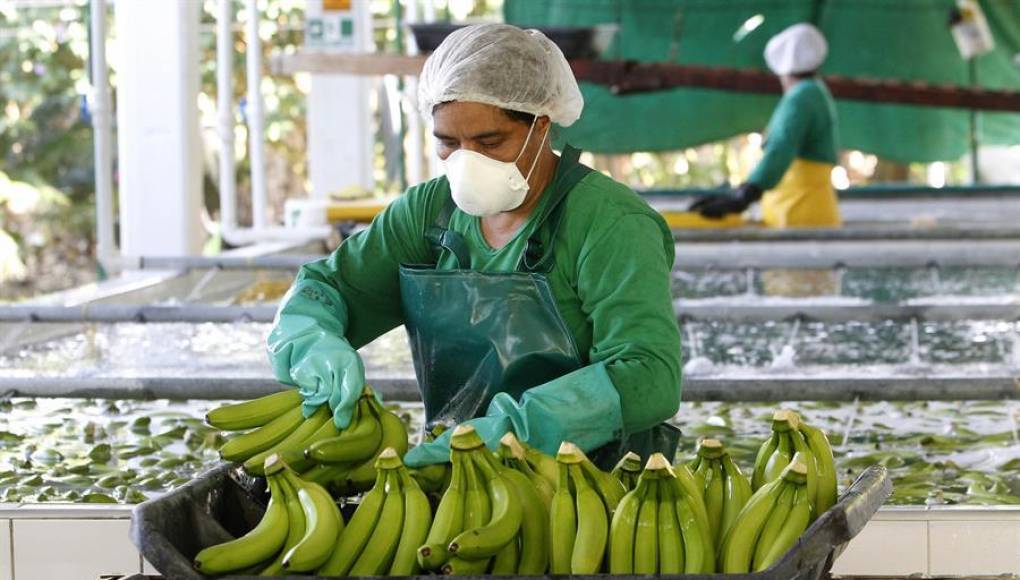 Honduras asistirá al foro virtual de ministros latinoamericanos sobre el banano de Ecuador