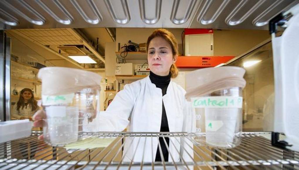 Sangre falsa para luchar contra mosquitos del dengue y malaria