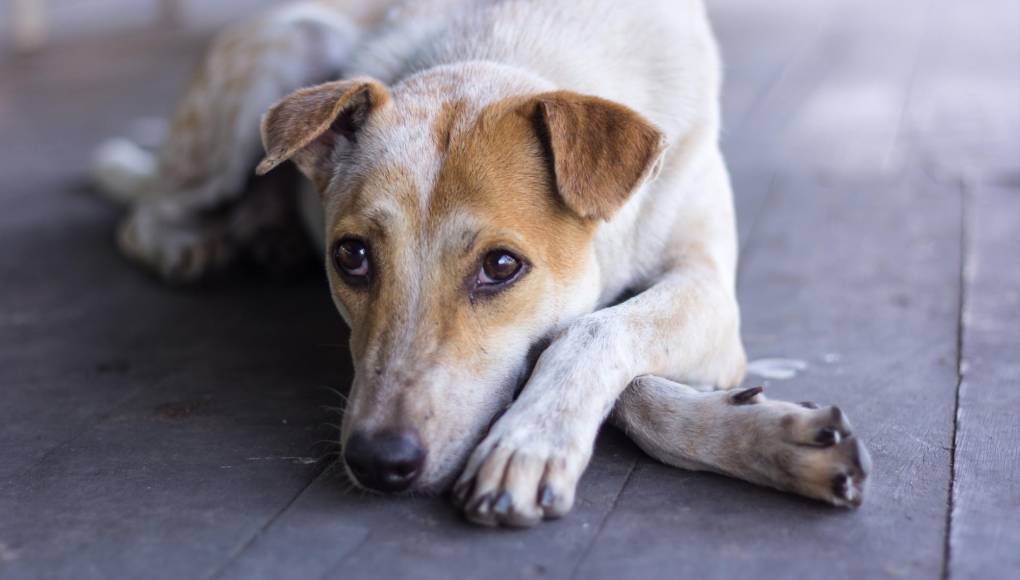 Sálvele la vida a un perro callejero