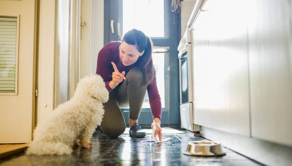¿Cómo lograr que tu perro no se orine dentro de la casa?
