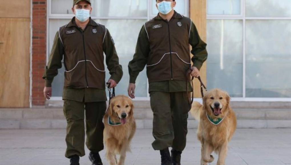 Chile adiestra perros policías para detectar enfermos de COVID-19  