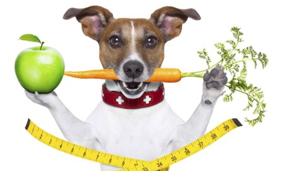 Zanahorias en vez de carne: mascotas vegetarianas