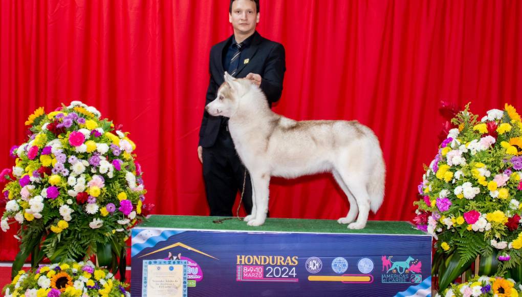 Mejor ejemplar hembra husky de las Americas y el Caribe.