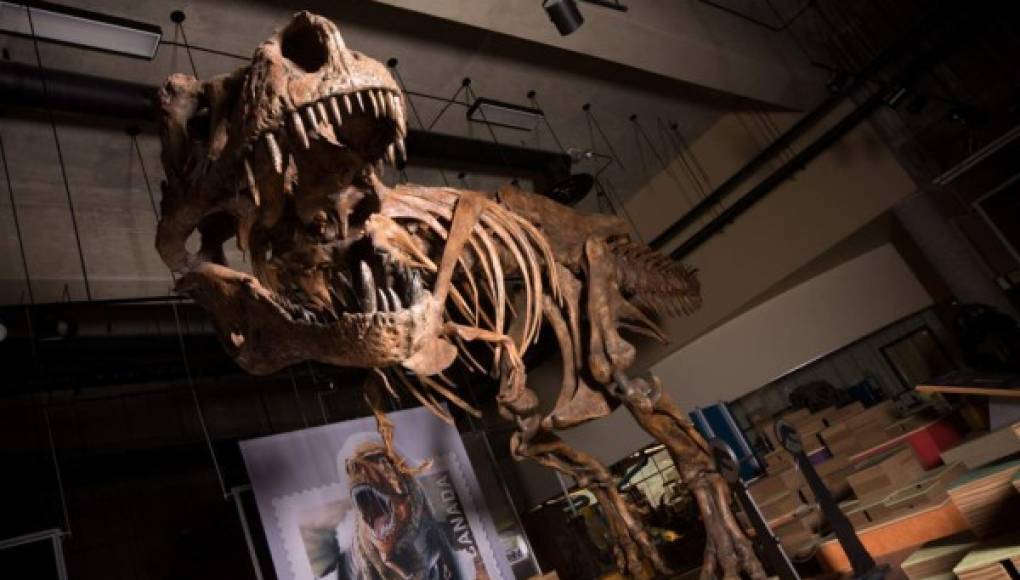 Tyrannosaurus Rex hallado en Canadá en 1991 es el más grande del mundo