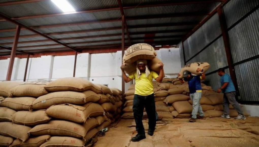 Ingresos de exportación de café bajan un 45% por los efectos de las tormentas