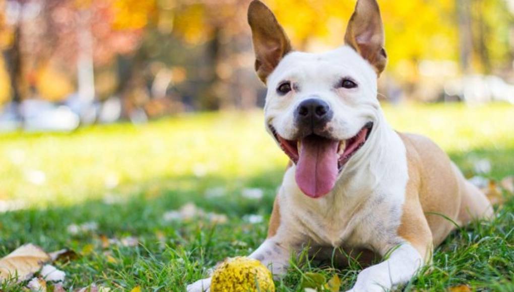 Las medicinas para mascotas son un peligro para los niños