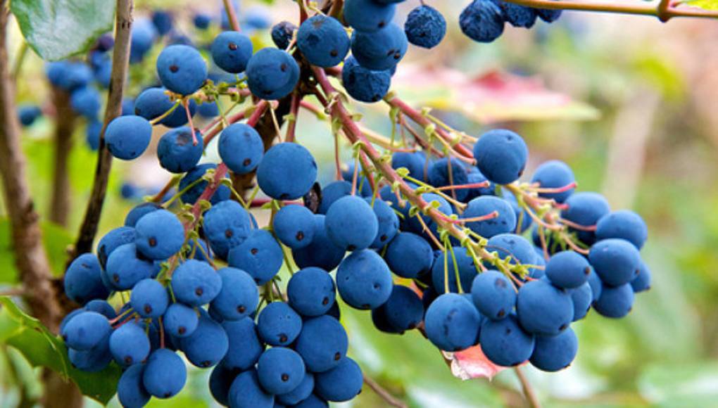 Contra la diabetes, fruta en lugar de jugo