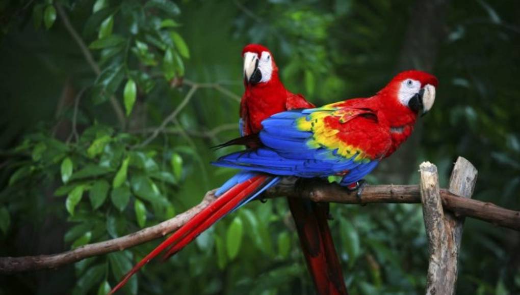 Al rescate de las guacamayas rojas en México